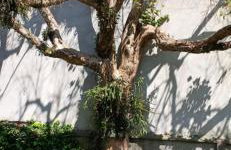 Canto da árvore - Photo 6