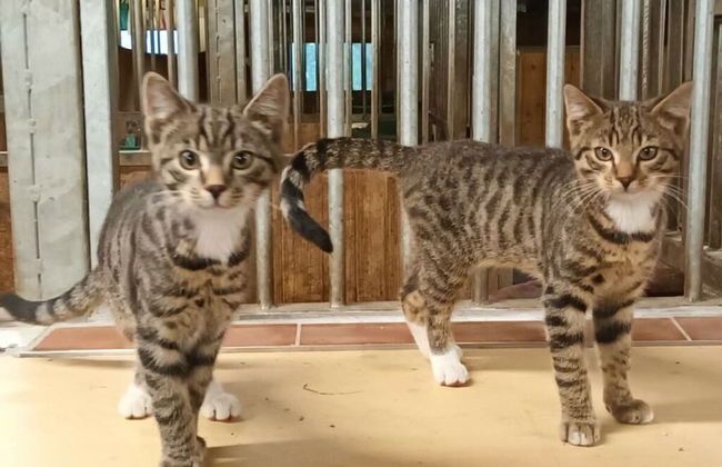 Biologische Pension & Boerderij "de Veitenhof" - Foto 16