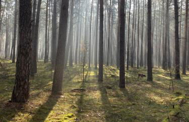 Ferienhaus im Wald - Foto 31