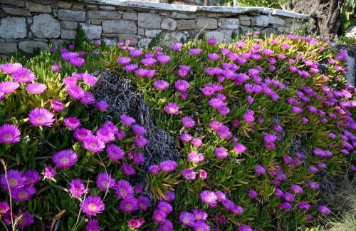 Old Villa Ormos - Photo 13