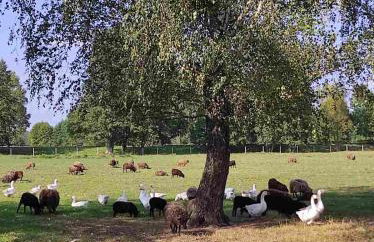 Farma Puchałowo - Foto 57