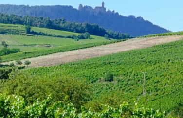 Le Nid Douillet de Bergheim - Foto 3