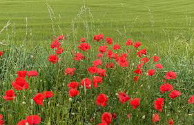Deine-Eifel-Ferienwohnung - Foto 70