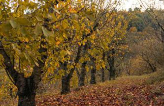 Cherry Douro Hill - Foto 23