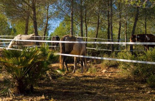 Masia Pou de la Vinya - Photo 73