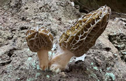 Villa Fort Tenerife - Foto 48