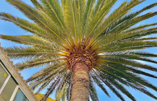 Sweet Home Masca - Foto 22