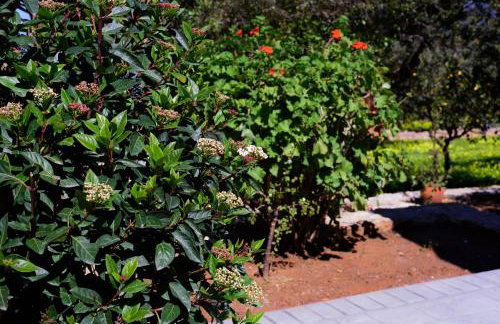 Eleni's House - Photo 36