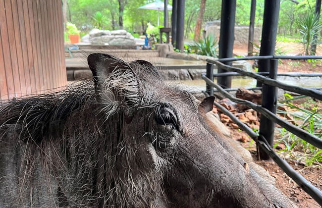 Kruger Kumba - Mugwenzi - Photo 58