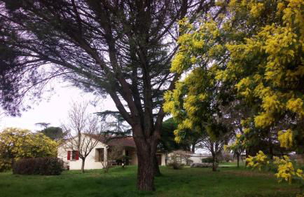 Les Mimosas - Foto 3