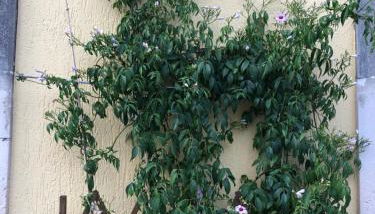 La casa dei Collana - Foto 3