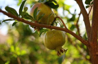 Provence Apartments - Foto 10