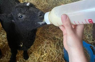 POPPY LUXURY LODGE Sleeps 8 at Fairview Farm, Ravenshead, Nottingham Near Sherwood Forest, Dog Friendly, Farm Stay great for wedding groups, families, Hen Do's, friends gatherings with amazing views - Foto 65