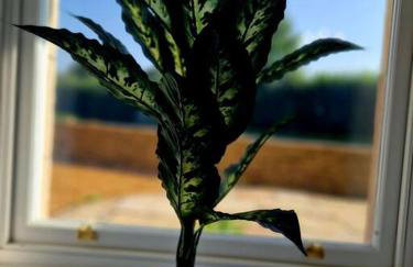 Hamilton - Lord William - Foto 30