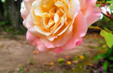 Flor e Luz Chalés - Foto 18