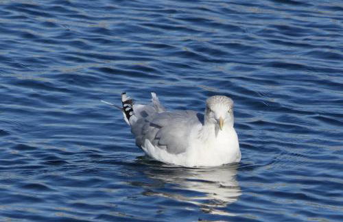 Traumwohnung mit Meerblick über die Ostsee - Foto 28