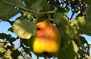 Ferienwohnung Hotel Appartement 2 Schlafzimmer Altes Landhaus Oste mit Terrasse, Grill, Küche, Bad, WLAN, nah am Nordsee Strand - Foto 25