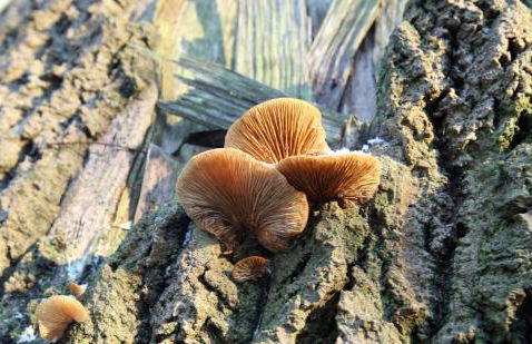 Haus Elena - Foto 10