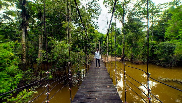 Puente sobre un río en la selva