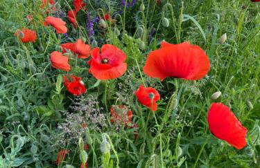 Domek pod Sosnową Górą - Foto 16