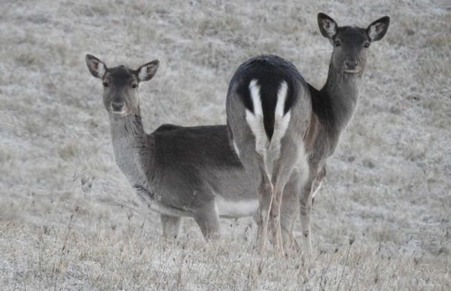 Società Agricola Cacigolara - Foto 19