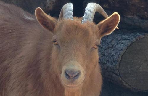 La Cabane Féerique Le Clos des Perles - Foto 22