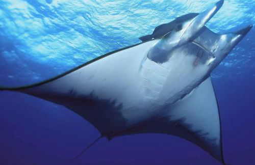 Adega do capitao - Foto 16