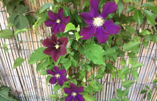 Gîte Le Faucon Pèlerin - Foto 29