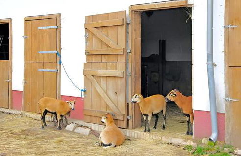 Ferienwohnung Hohen Wangelin - Foto 15