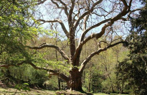 La Tiny House Terra Nostra - Foto 27