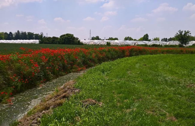 Agriturismo Cipolli e Podò Corte Carlini - Foto 31