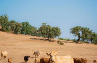 Herdade do Carregouçal - Foto 19
