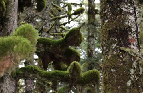 Rustic Cabin Rental for a Secluded Escape to Whale Island, Alaska - Foto 17