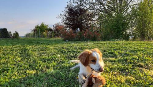 Il Balcone Sul Monferrato - Foto 4