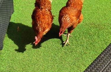 Finca El Trazo - Foto 29