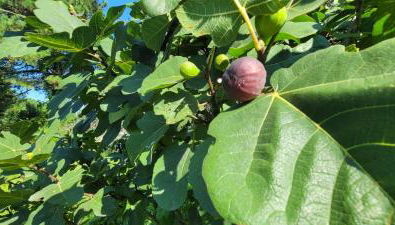Meadow Farm in Holly Springs, NC - Foto 5, Garden