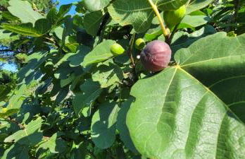 Meadow Farm in Holly Springs, NC - Foto 5