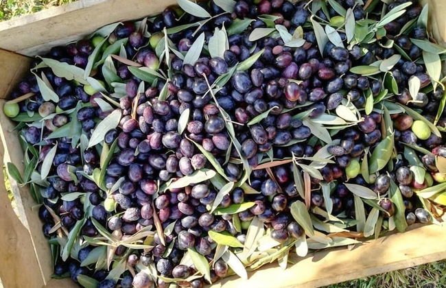 Agriturismo El Crear - Photo 33