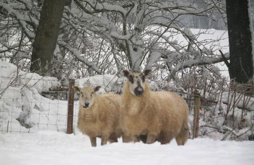 Pwllgwilym B & B - Foto 26