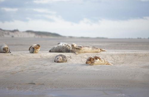 Évasion en Baie de Somme 700m mer et phoques le cabestan - Foto 18