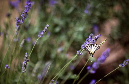 Agriturismo Pozzuolo - Foto 56