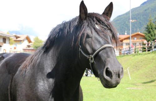 Agriturismo Malga Piè - Foto 29