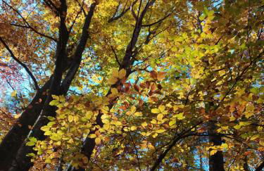 Paradise Apartments Paganella - Foto 24