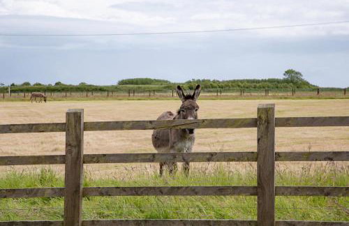 Higher Thorn Barn - Foto 28