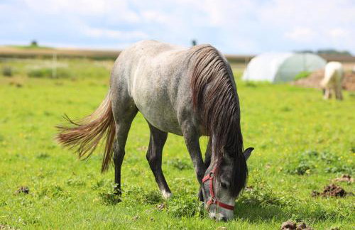 Harasimówka - Photo 30