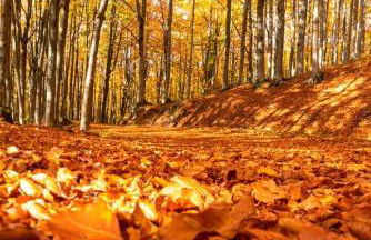 La Sala Vecchia - Lovely Tuscan Holiday house Badia Prataglia, Casentino Valley - Foto 30