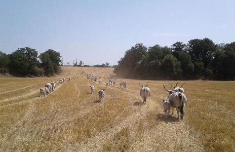 Resort Fonte Vulci - Foto 45