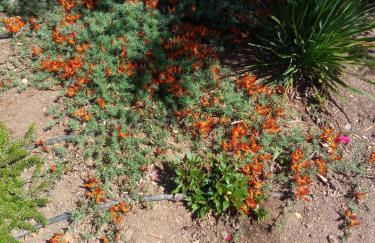 Casa de Celebrar a Vida - Foto 45