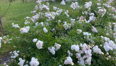 Casa Vacanza Alle Pratoline covered parking for bicycles and motorcycles - Foto 3, Garden view