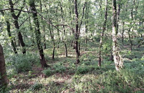 casa con bosco e vista mare - Foto 16